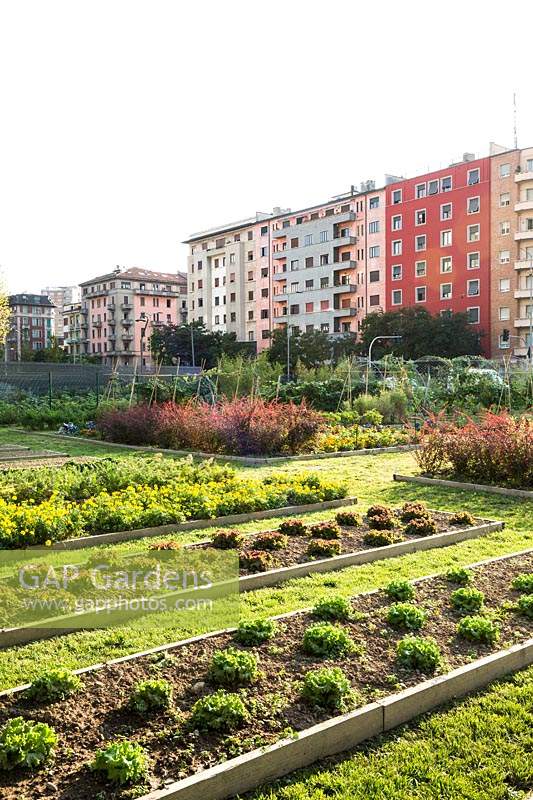 A vegetable garden with long raised beds, in the city buildings beyond