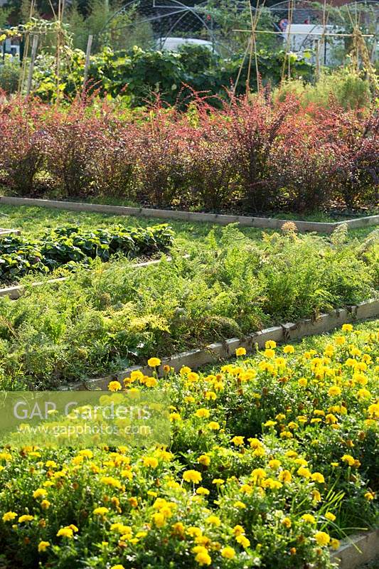 View over raised beds full of crops and flowers in a kitchen garden 