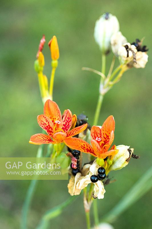 Iris domestica - Blackberry Lily