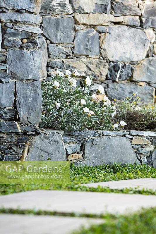 Convolvulus cneorum - Shrubby bindweed growing at the bottom of a stone wall. 