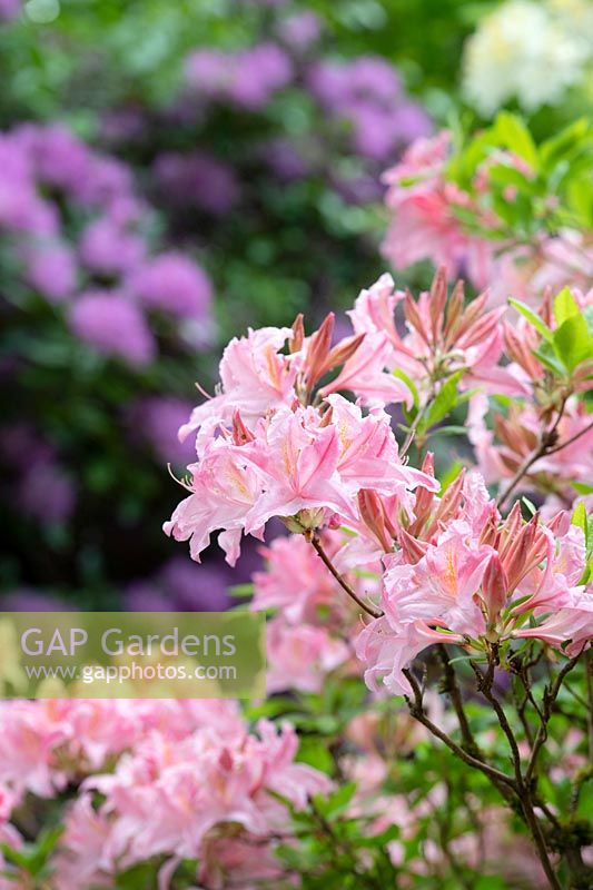 Rhododendron 'Westminster' - Azalea 'Westminster'