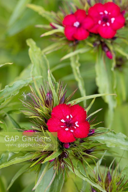 Dianthus barbatus red - Sweet william
