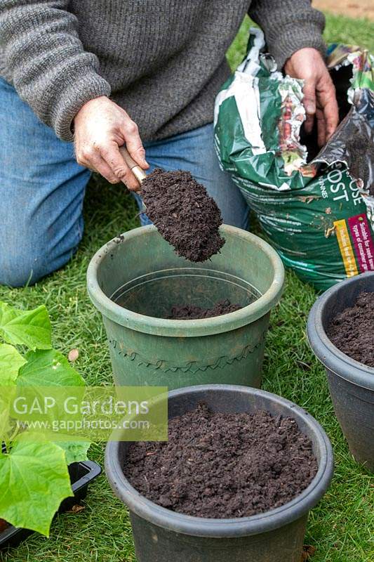 Cucumis sativus - Gardener putting multi-purpose compost in pots to repot cucumber plants. 