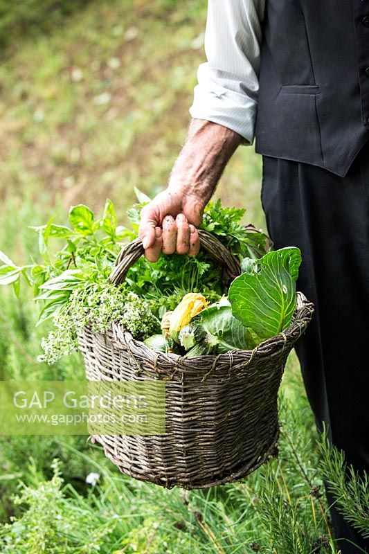 Gardener carrying basket of harvested vegetables and herbs.  