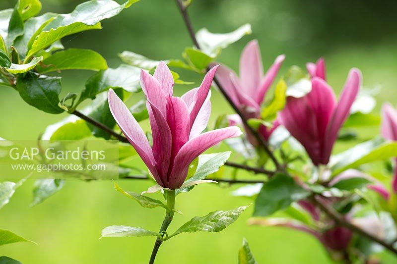 Magnolia liliiflora 'Nigra' - Black lily Magnolia