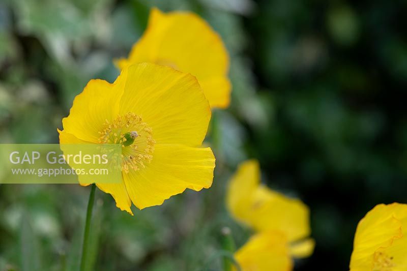 Papaver cambricum - Welsh poppy
