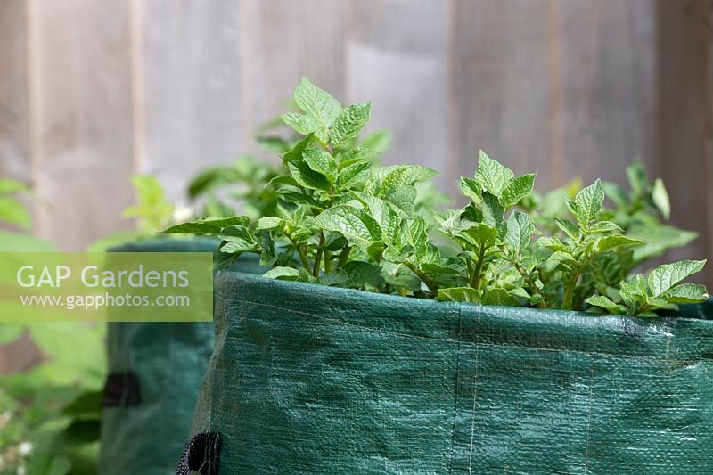 Solanum tuberosum - Shetland Black potato leaves in grow bags 