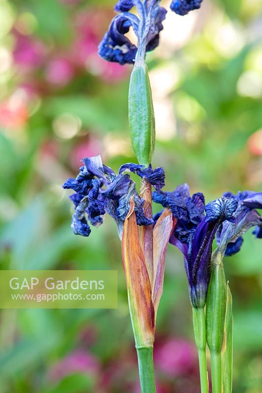 Iris hollandica 'Blue Magic' - Spent Dutch Iris 'Blue Magic' 