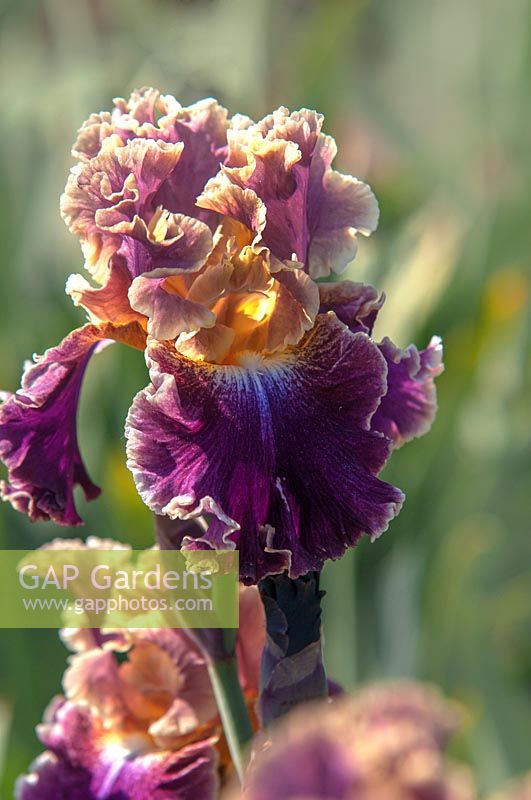 Tall Bearded Iris 'Montmartre' 