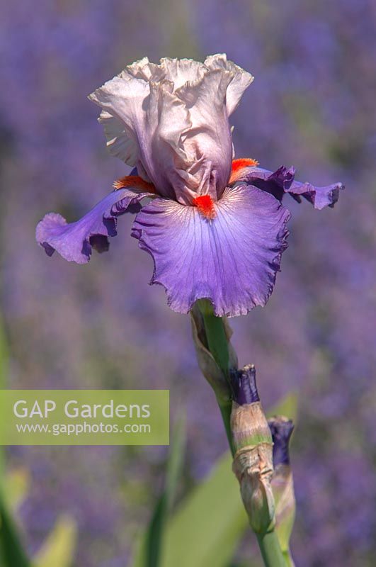 Tall Bearded Iris 'Hot Gossip'