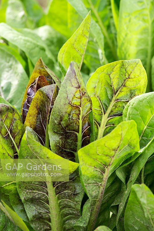 Salad leaves in vegetable garden.