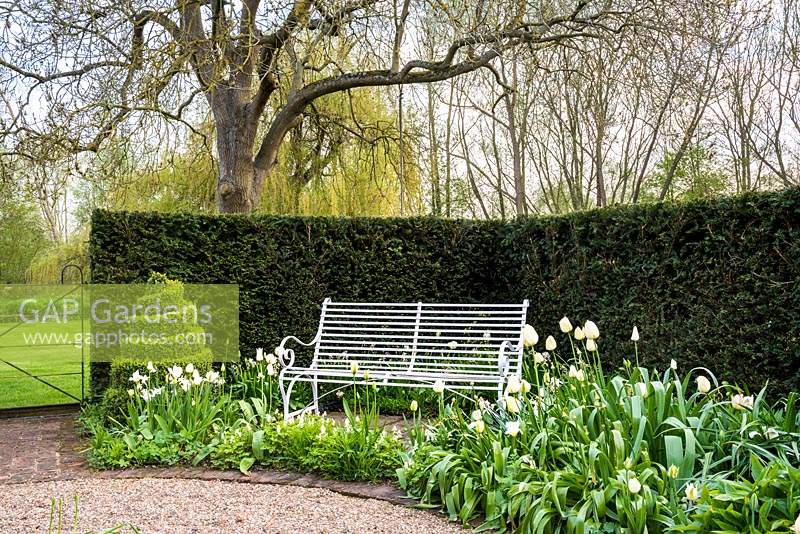 'White garden' with decorative bench surrounded by Tulips 'Angel's Wish',  Tulipa 'Purissima', Corydalis ochroleuca 'pale corydalis', spiral Buxus box topiary and Taxus yew hedge.