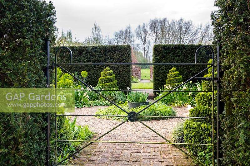 Garden metal gate through Taxus 'Yew' hedge to formal 'White garden' with Tulips and spiral Buxus 'box' topiary.