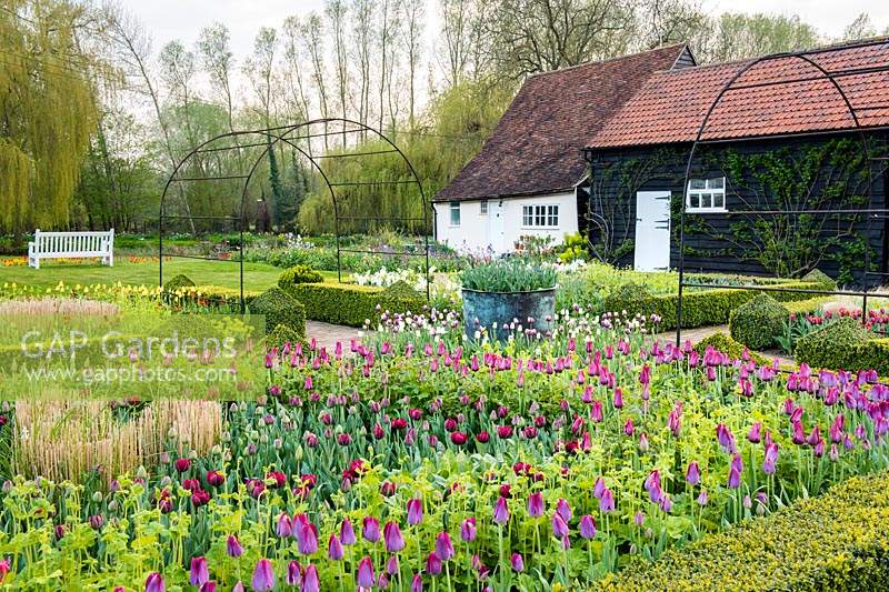A formal garden with box edged beds Buxus and mixed tulips in Spring. 
