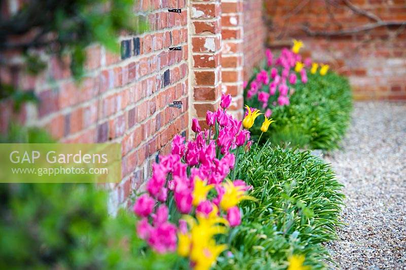 Side way view of border with lily flowered tulips Tulipa 'Pretty love' and Tulipa 'West Point' bedise brick wall.
