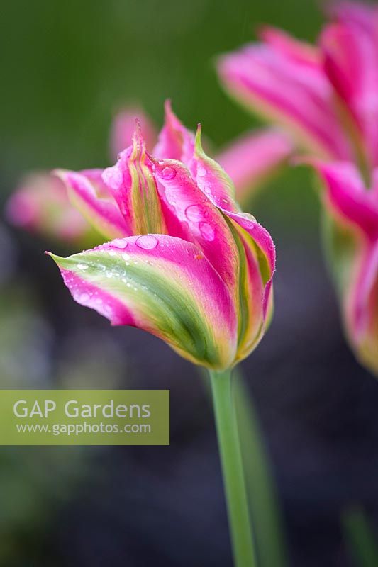 Tulipa 'Virichic' - viridiflora tulip
