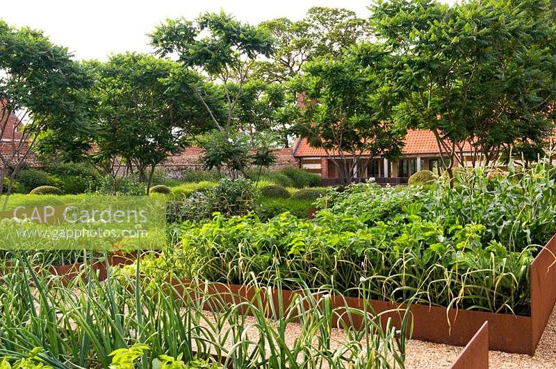 Corten steel vegetable beds in large modern country garden 