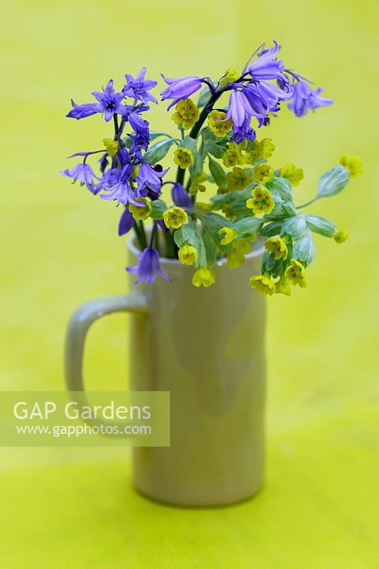 Hyacinthoides non-scripta - Bluebells - Primula veris - Cowslips -in a green jug- yellow background 