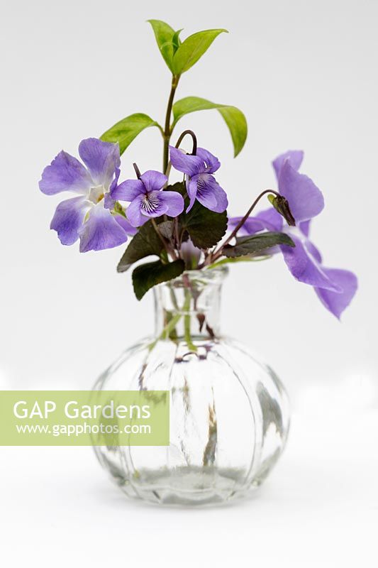 Still life - spring flowers - Vinca major - Common dog violet - in small glass vase 