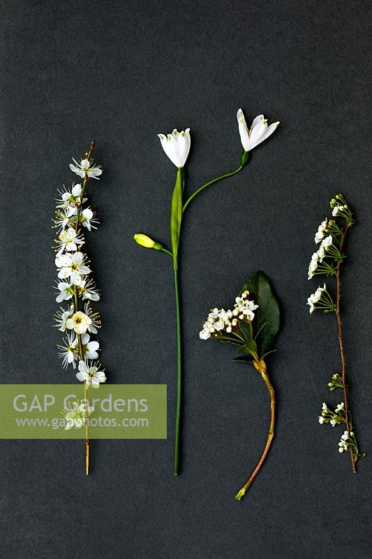 Display of white spring flowers  with dark background- Leucojum aestivum- Blackthorn - Viburnum tinus - Spiraea x arguta ' Bridal wreath' 