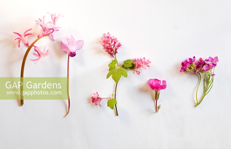 Hyacinth - Cyclamen hederofoloium - Ribes sanguieum, - Primula hybrid 'Wanda' - Arabis Aubris 'Deep Rose' 