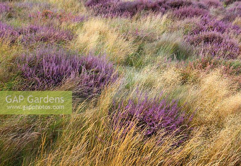 Caluna vulgaris and wild grasses - Snape Warren - Suffolk 