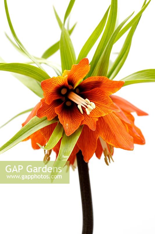 Fritillaria imperialis 'Garland Star' - Crown Imperial - white background