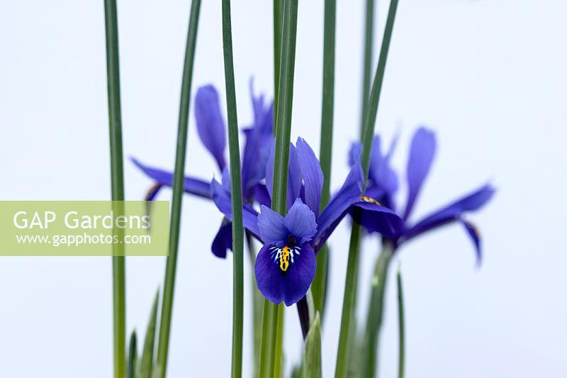 Iris reticulata 'Harmony' 