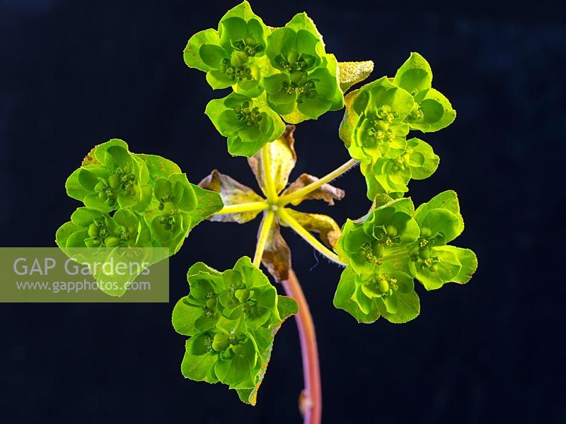Euphorbia helioscopia 'Sun spurge'