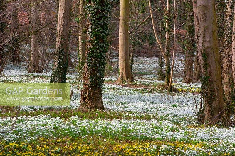Carpet of Galanthus nivalis - Snowdrops and Eranthis hyemalis - Winter aconites at Walsingham Abbey, Norfolk, UK. 