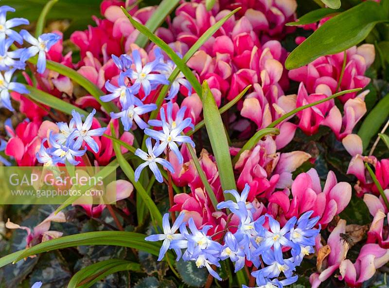 Scilla luciliae - Glory of the Snow and Cyclamen - Sow bread