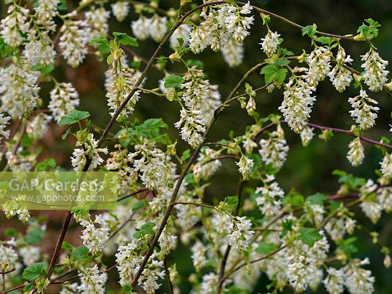 Ribes sanguineum 'Elkington's White'- Flowering currant 'Elkington's White'