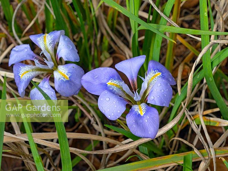 Iris unguicularis 'Algerian iris'