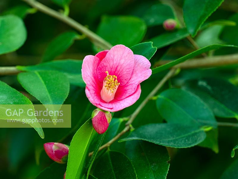 Camellia 'Cornish Spring' cuspidata x japonica 