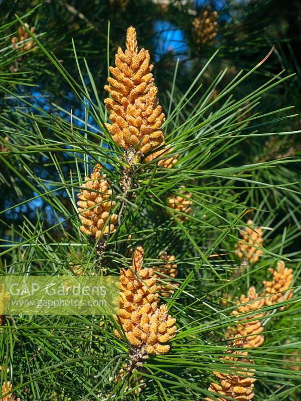 Pinus radiata Monterey pine pollen cones 