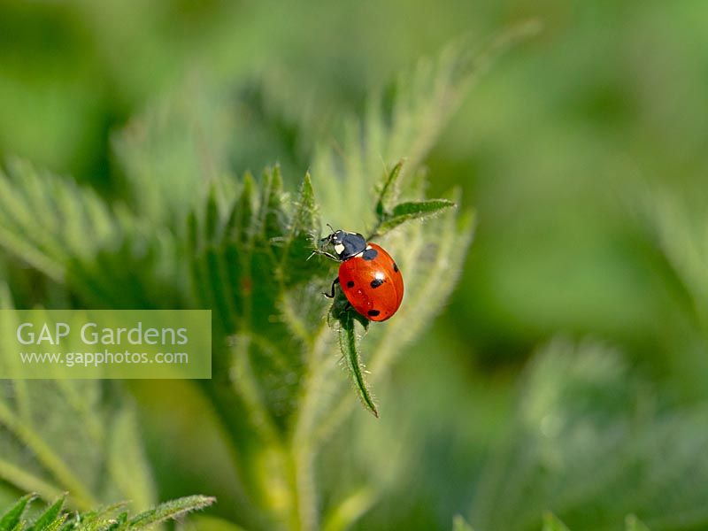 Coccinella punctata - Seven-spot ladybird