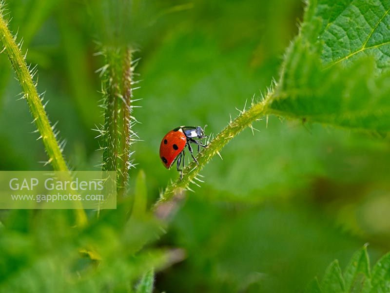 Coccinella punctata - Seven-spot ladybird