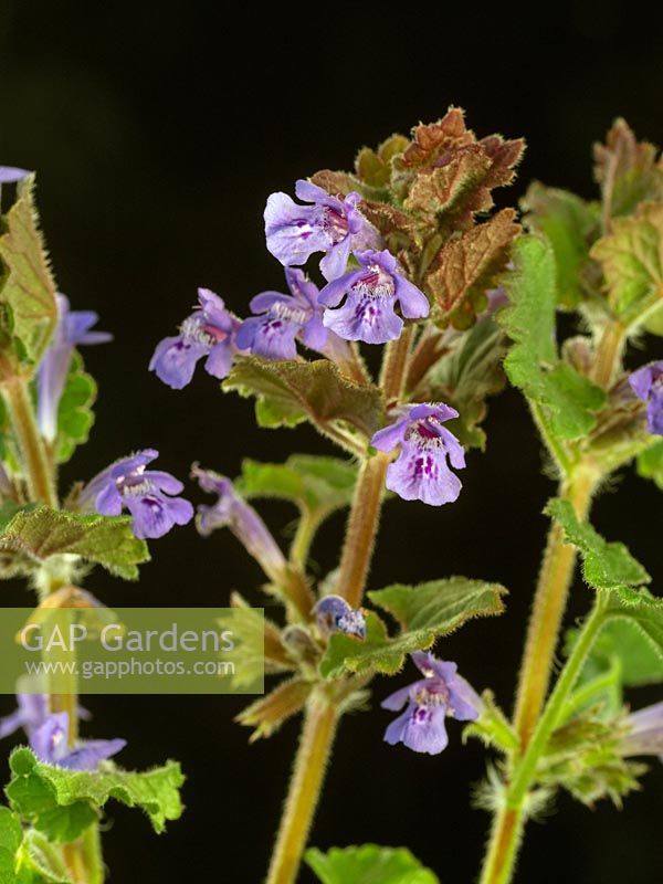 Glechoma hederacea - Ground Ivy  - flower stems against a black background