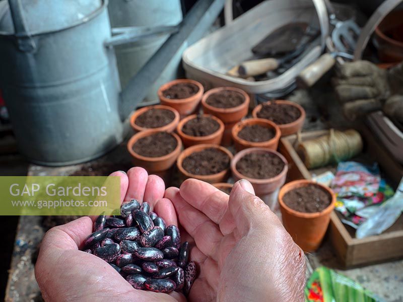 Hands holding Phaseolus coccineus 'Lady Di' - Rubber Bean - see, with pots of compost in the background