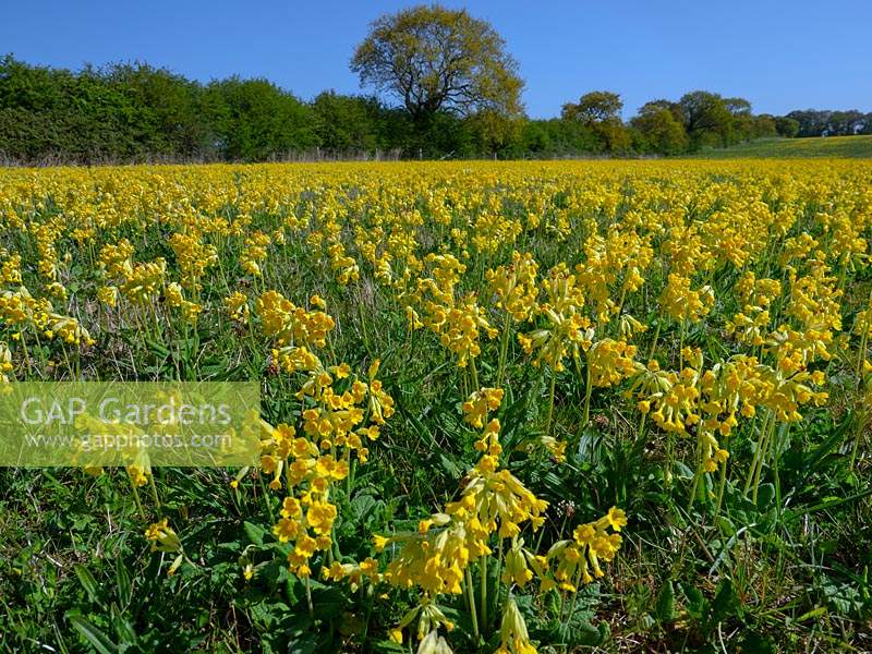 Cowslips Primula veris growing in grass pasture on organic farm 
