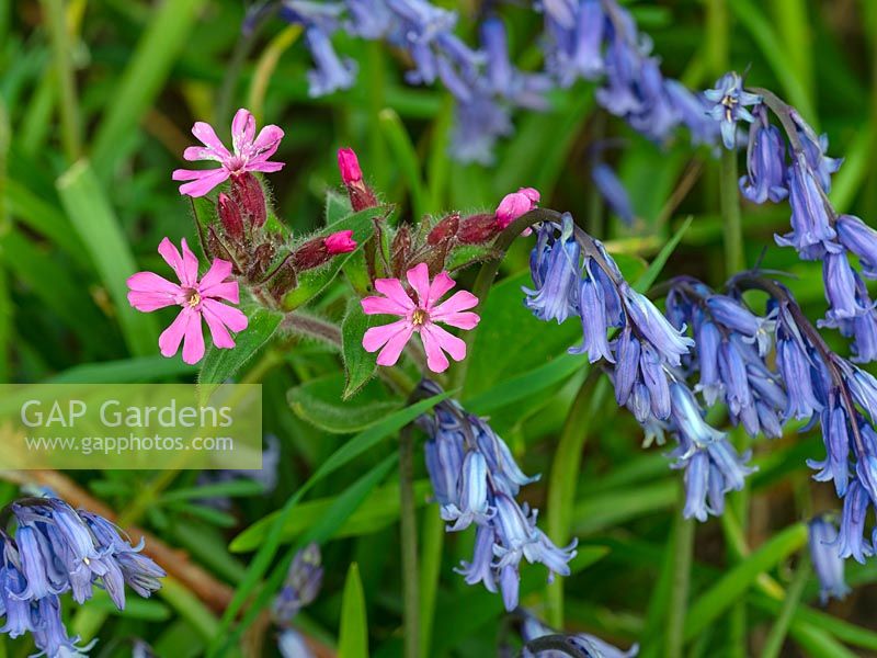 Silene dioica Red Campion and Bluebells 