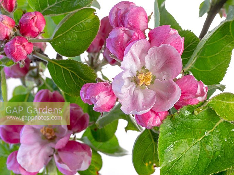 Malus domestica Bramley apple blossom 