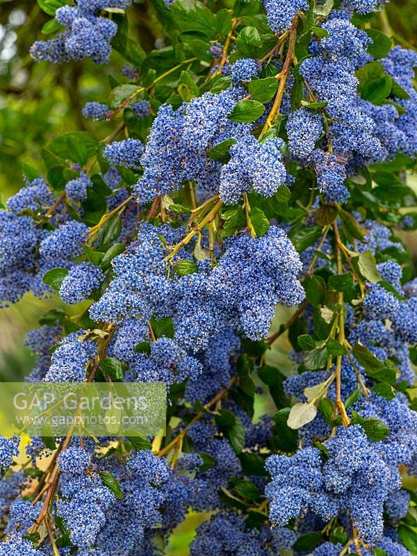 Ceanothus arboreus 'Trewithen Blue' - Californian Lilac