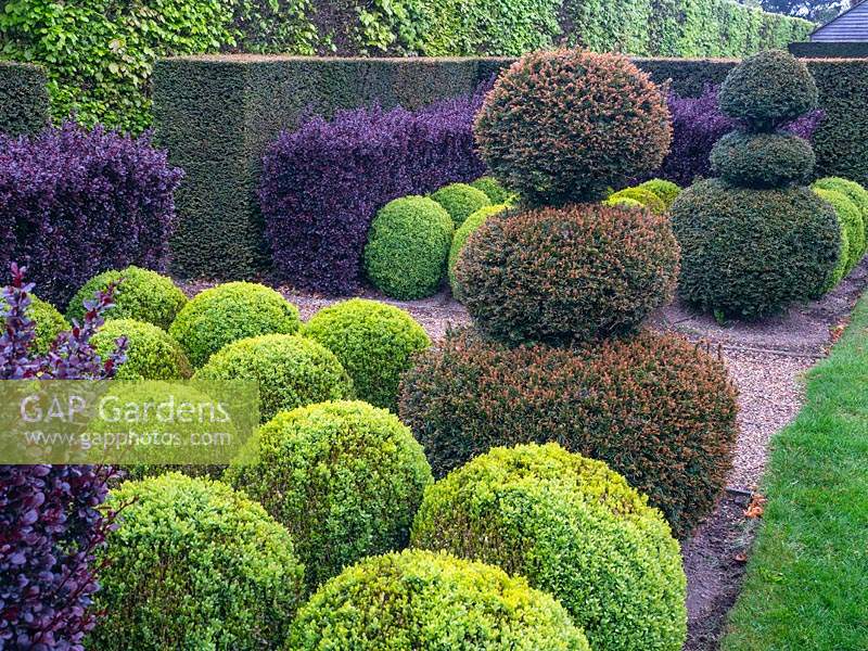 View across beds with topiary in different materials: Taxus - Yew - topiary and hedge, Buxus - Box - balls, purple Berberis hedge and Carpinus betulus - Hornbeam beyond 
