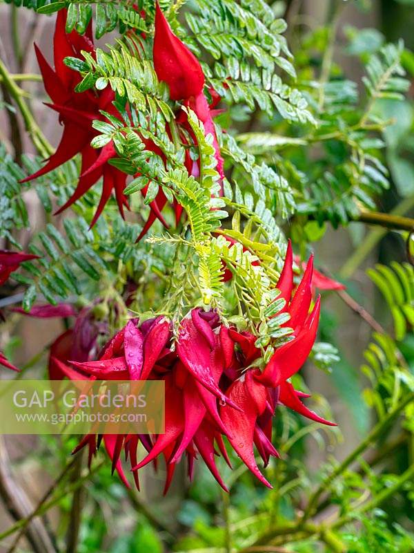 Clianthus puniceus - Lobster Claw 