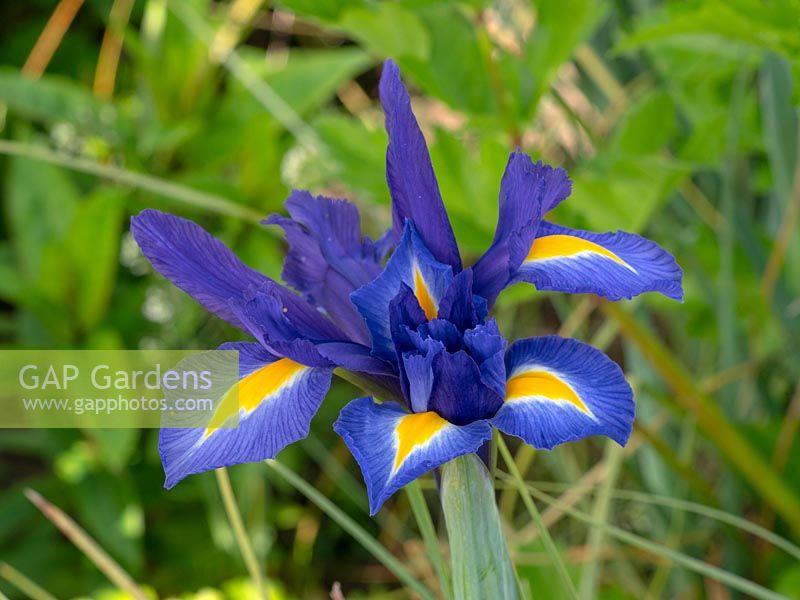Iris x hollandica 'Professor Blaauw' - Dutch Iris 