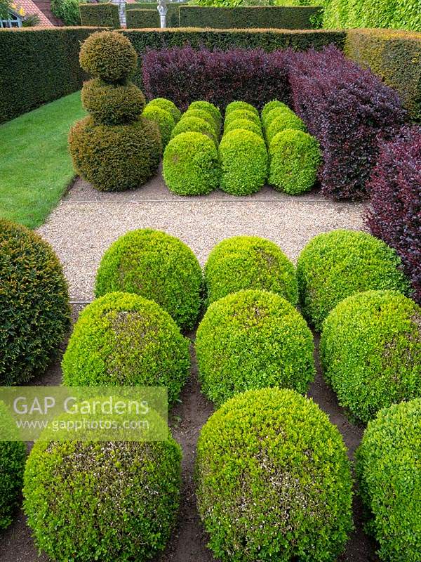 Topiary Buxus - Box - balls, in a grid, clipped Taxus - Yew and purple Berberis hedges 