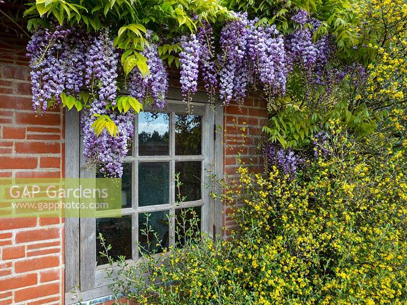 Wisteria sinensis - Chinese Wisteria, on the pavillion in the mediterranean garden East Ruston Old Vicarage Gardens, Norfolk, UK