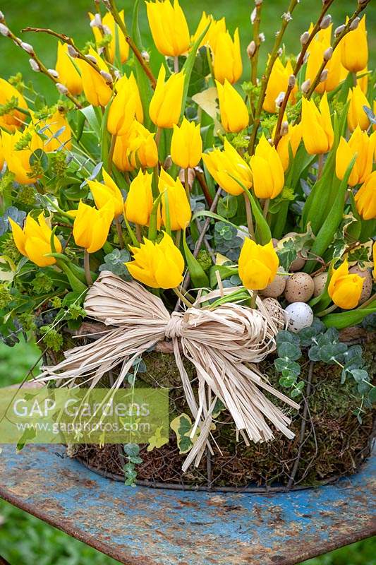 Basket of yellow Tulipa - Tulip, pussy willow and Ivy with raffia and eggs