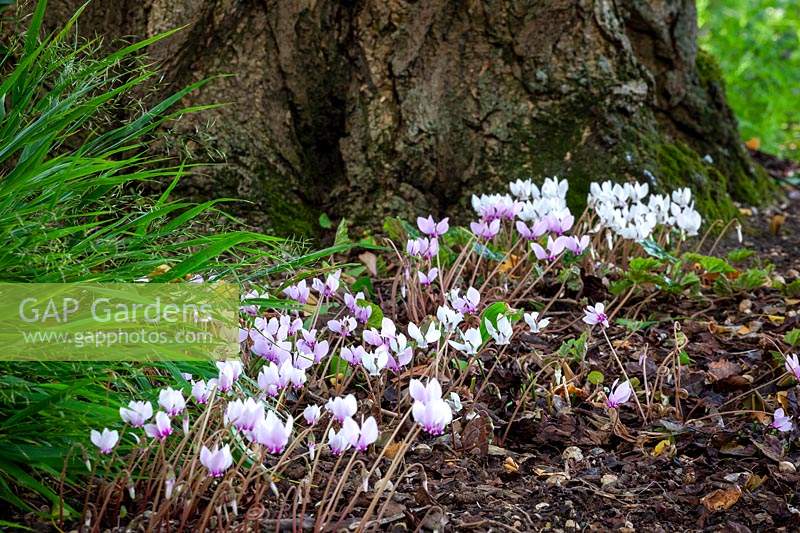 Cyclamen hederifolium and Convallaria majalis - Lily of the Valley - after foliage trimmed